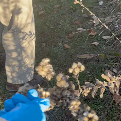 Picking seeds with a gloved hand