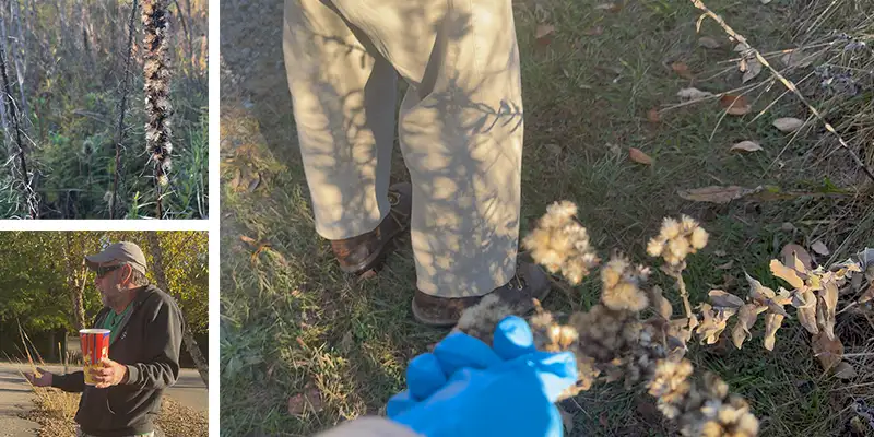 three images, a close-up seeds on a plant, a guy explaining the day's activities, a person picking seeds with a gloved hand
