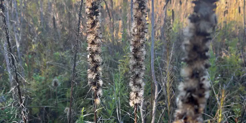 a bunch of seeds ready to be spread